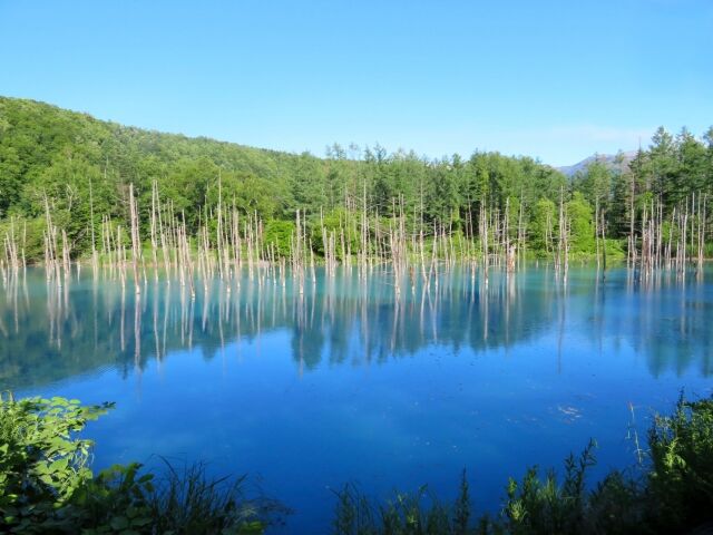 The Blue Pond near Shirogane above Biei, dead larch trunks standing in still turquoise water