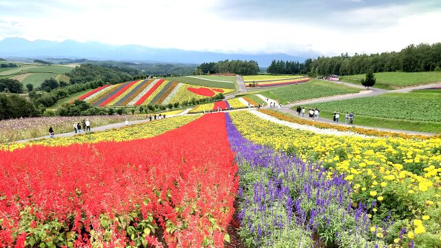 Ranked bands of red, yellow and purple flowers planted across the rolling hills above Biei