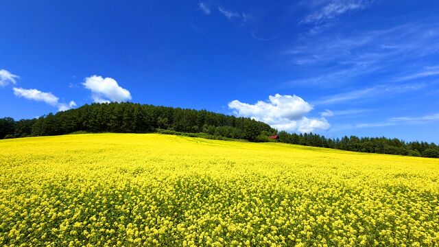 A field of yellow canola running up to a line of dark trees under a deep blue sky