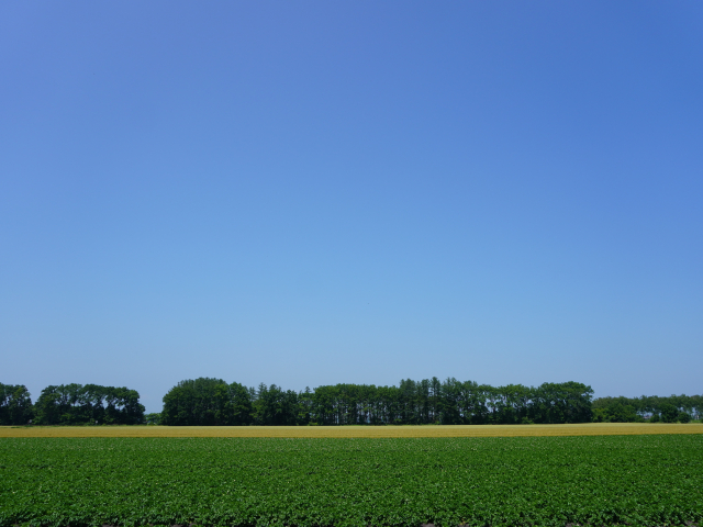 A green crop field running flat to a line of shelterbelt trees under a large empty blue sky