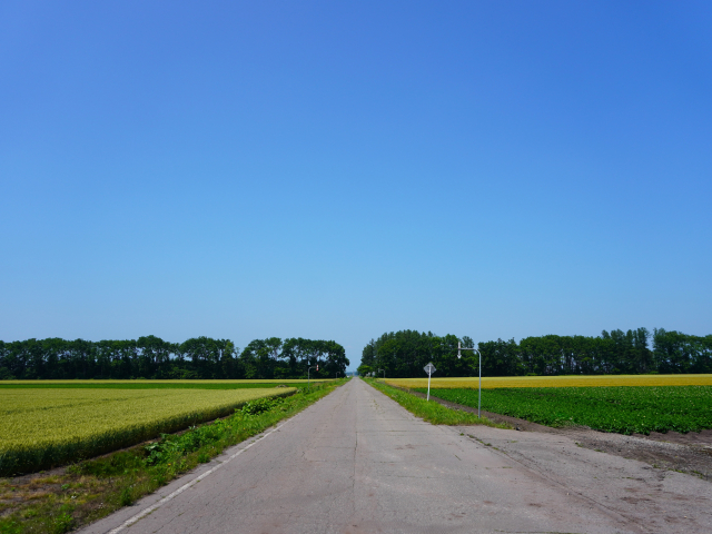 A narrow farm road running dead straight to the horizon between a ripening wheat field and a green crop, with a line of shelterbelt trees along the skyline